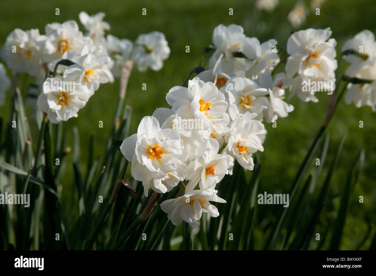 Fioritura di Narcisi in un giardino inglese Foto Stock