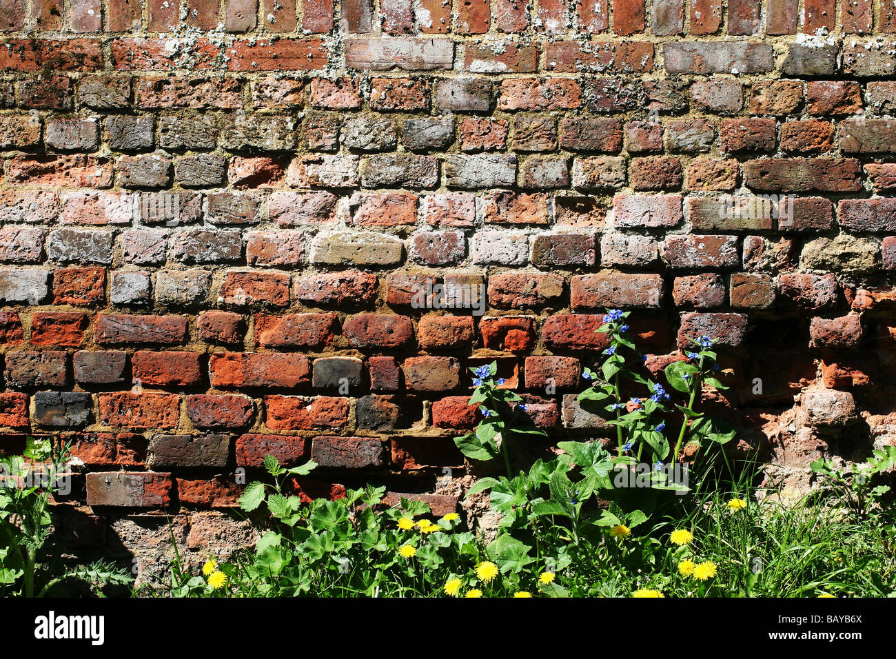 Giardino inglese parete Kent REGNO UNITO Foto Stock