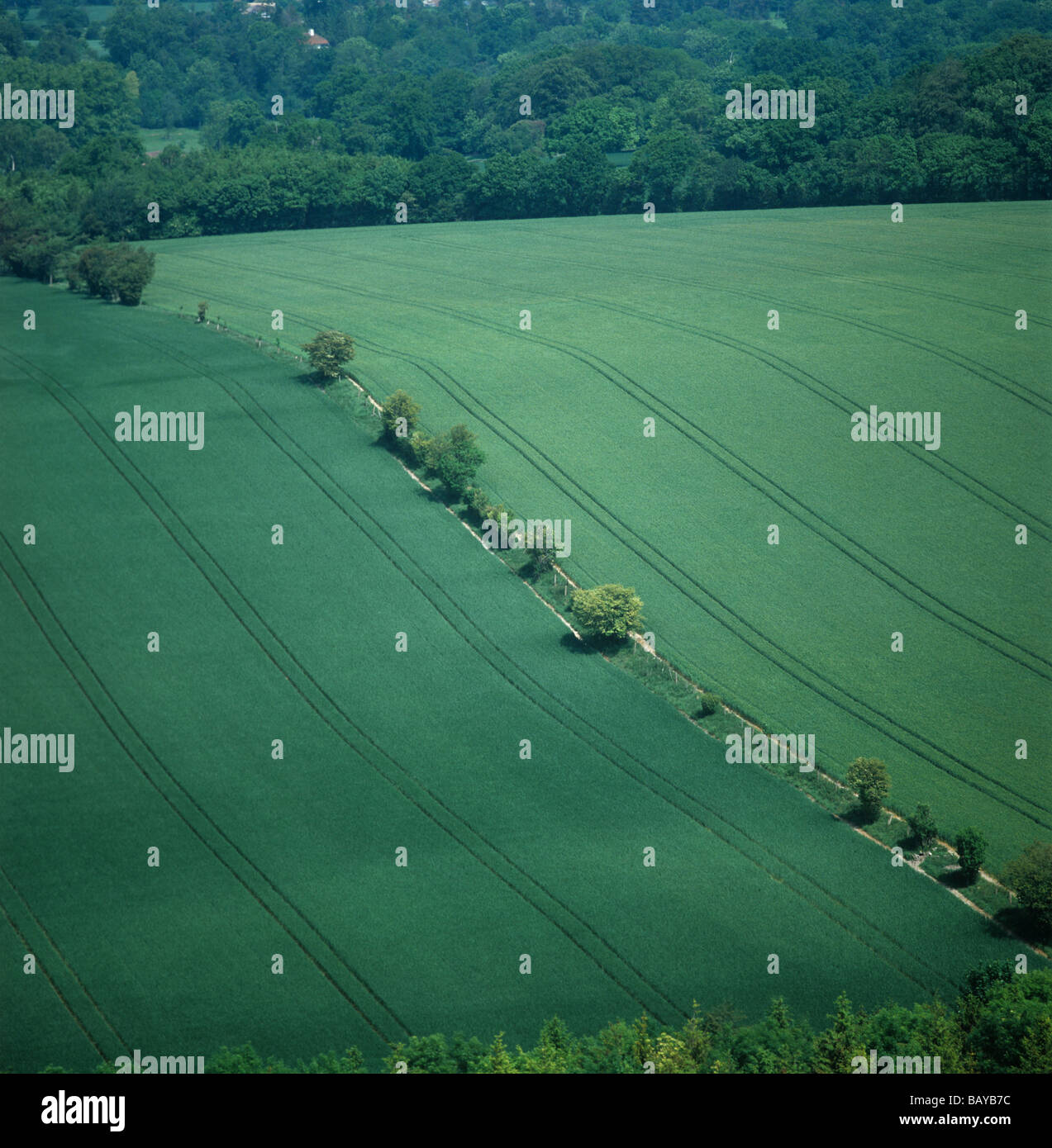 Vista aerea di frumento invernale colture spigatura mostra varietale di differenza di colore Berkshire Foto Stock