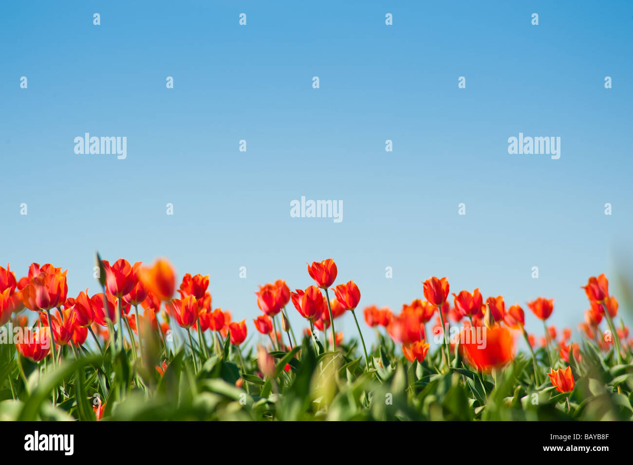 Un grande campo di fioritura di tulipani colorati piantato in file Foto Stock