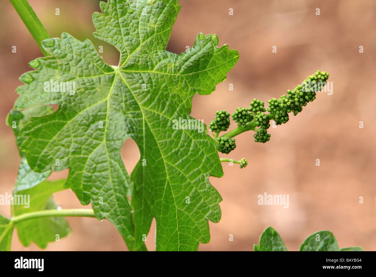 Un inizio di uva un cluster di foglie di uva in Napa Valley vigneti Foto Stock