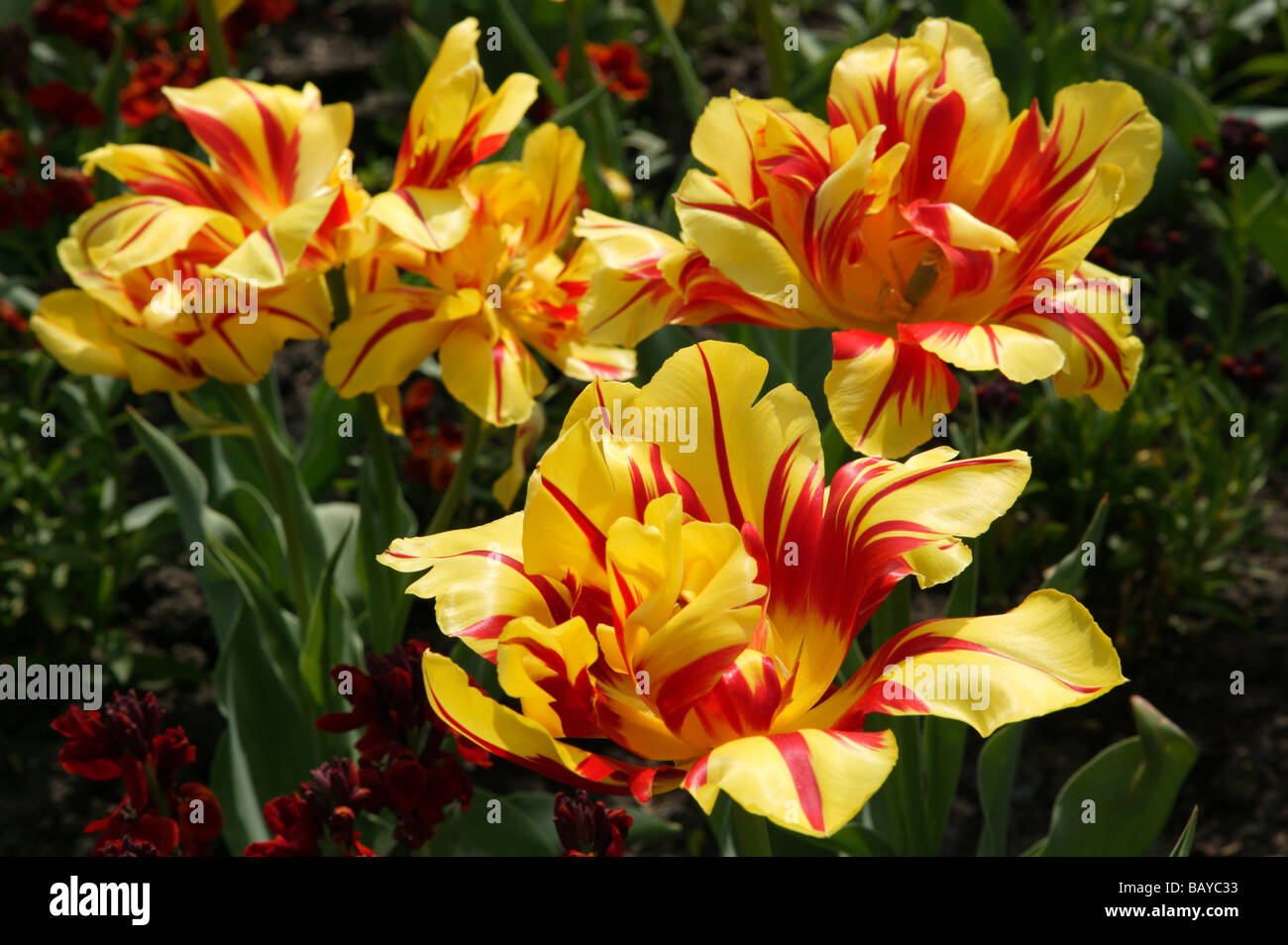 Primo piano di alcuni tulipani primaverili, rossi e gialli variegati che crescono nei giardini formali di Beckenham Palce Park, Lewisham Foto Stock