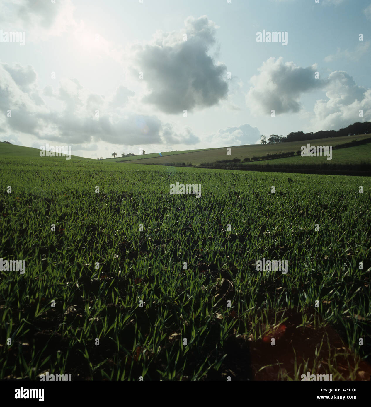 Contre jour immagine di un giovane di grano di inverno di raccolto dopo la breve comparsa in autunno Foto Stock