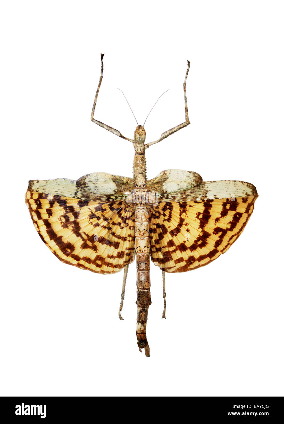 Gigantesca a forma di asta di insetti tropicali Foto Stock