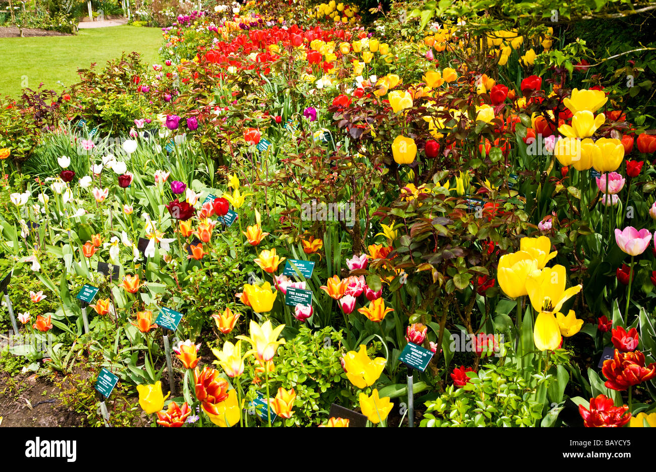 Molte diverse varietà delle colorate tulipani in una frontiera di Abbey House Gardens Malmesbury Wiltshire, Inghilterra REGNO UNITO Foto Stock
