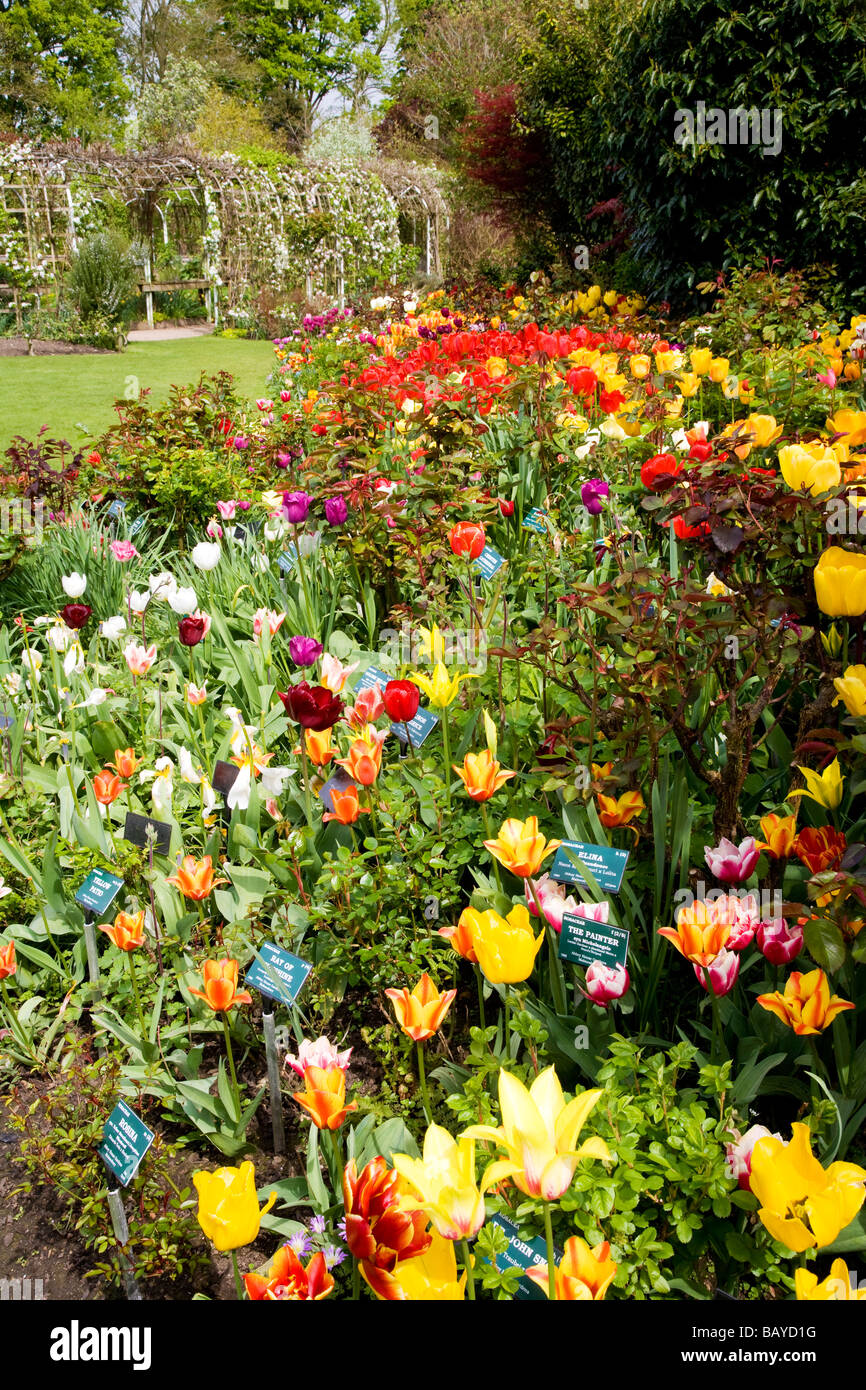Molte diverse varietà delle colorate tulipani in una frontiera di Abbey House Gardens Malmesbury Wiltshire, Inghilterra REGNO UNITO Foto Stock