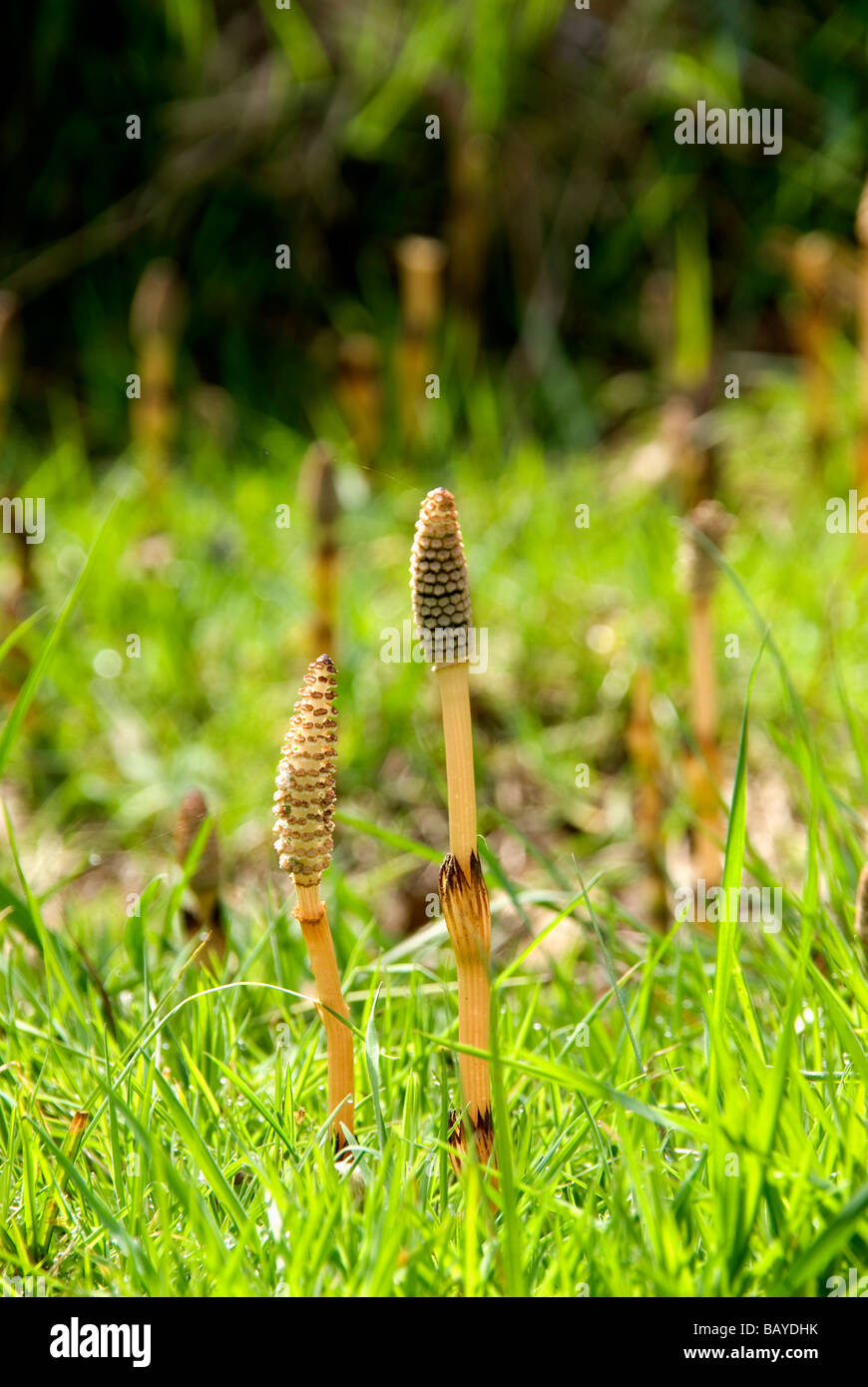 I giovani emergenti Horsetails ( equiseto) in inglese bosco in primavera Foto Stock