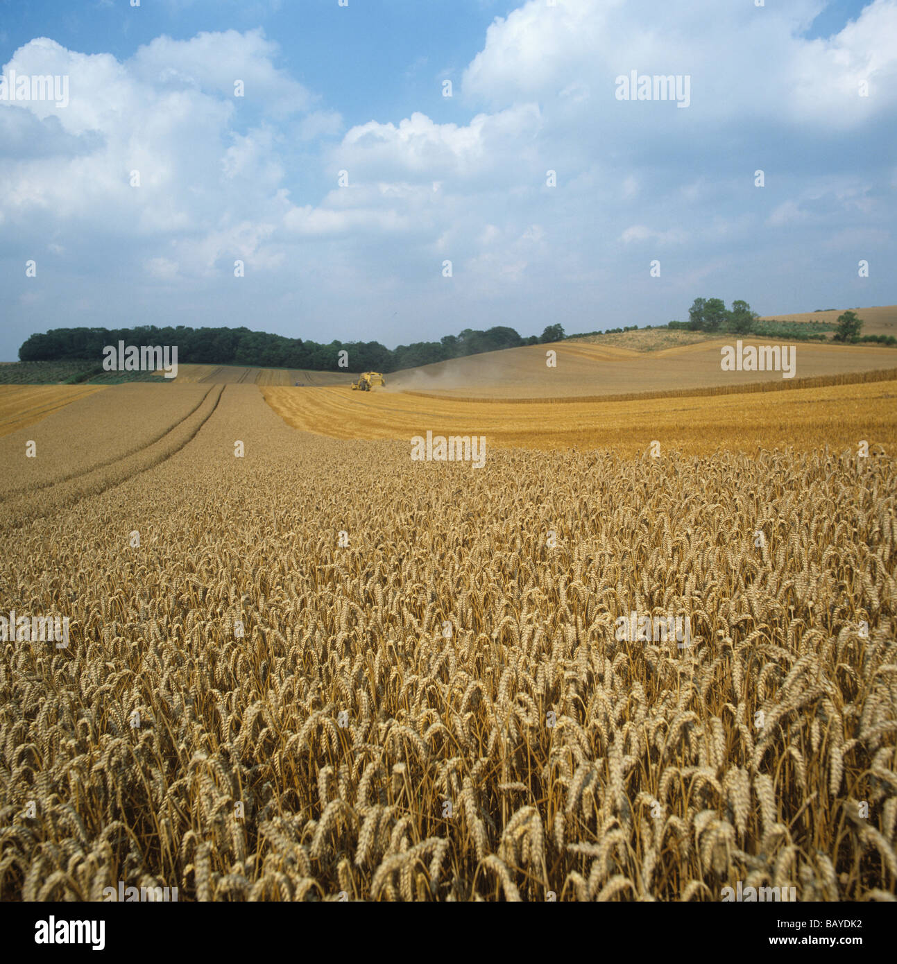 Parte tagliata mature del raccolto di grano con una mietitrebbia nella distanza Berkshire Foto Stock