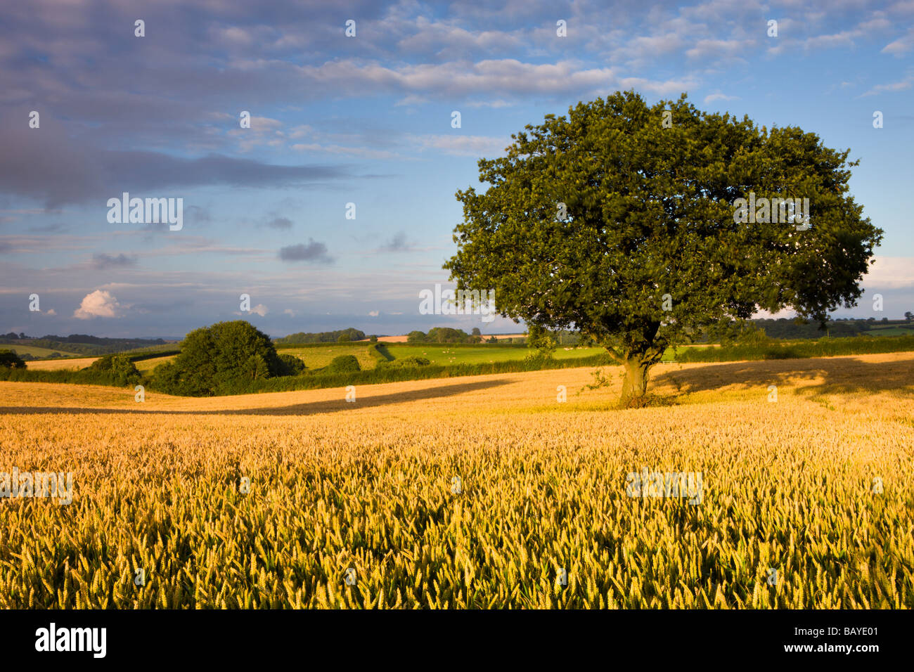 Golden campo di mais con albero vicino a Chawleigh Mid Devon England Agosto 2008 Foto Stock