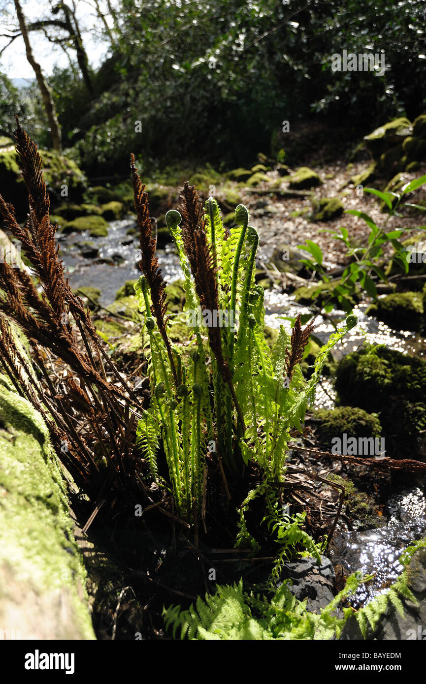 Giovani foglie di un albero australiano fern Dicksonia antarctica in un parco di Devon stream Foto Stock