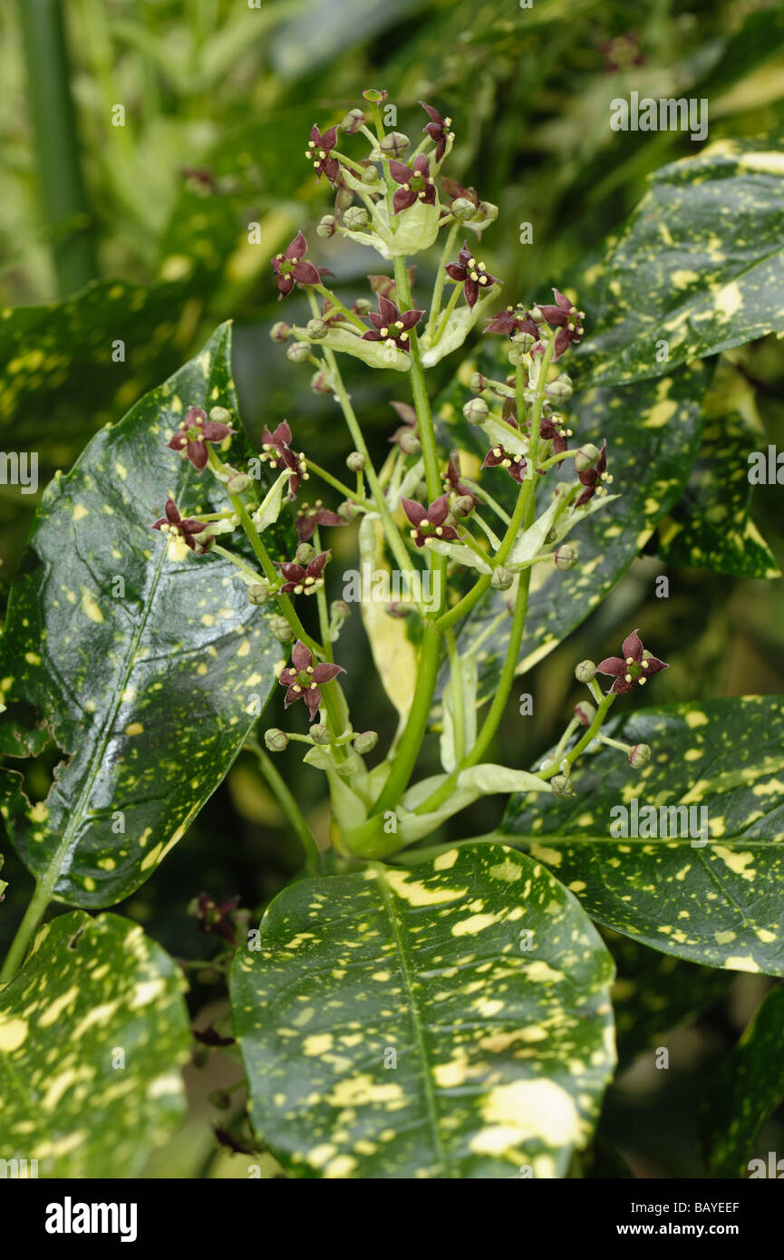 Avvistato laurel Aucuba japonica variegata di fogliame e piccoli fiori marrone rossiccio Foto Stock