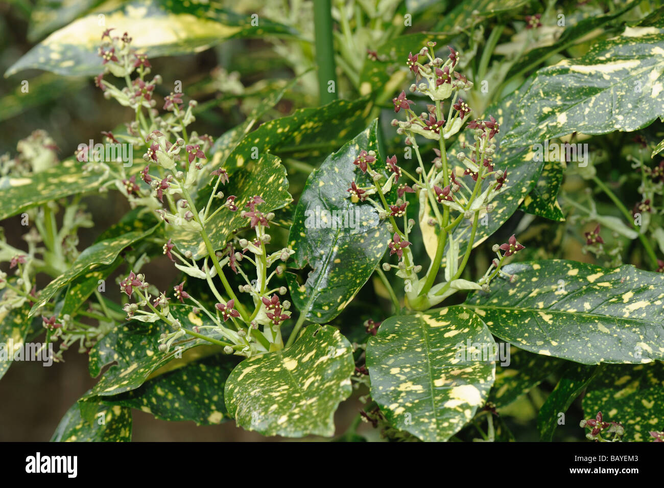 Avvistato laurel Aucuba japonica variegata di fogliame e piccoli fiori marrone rossiccio Foto Stock