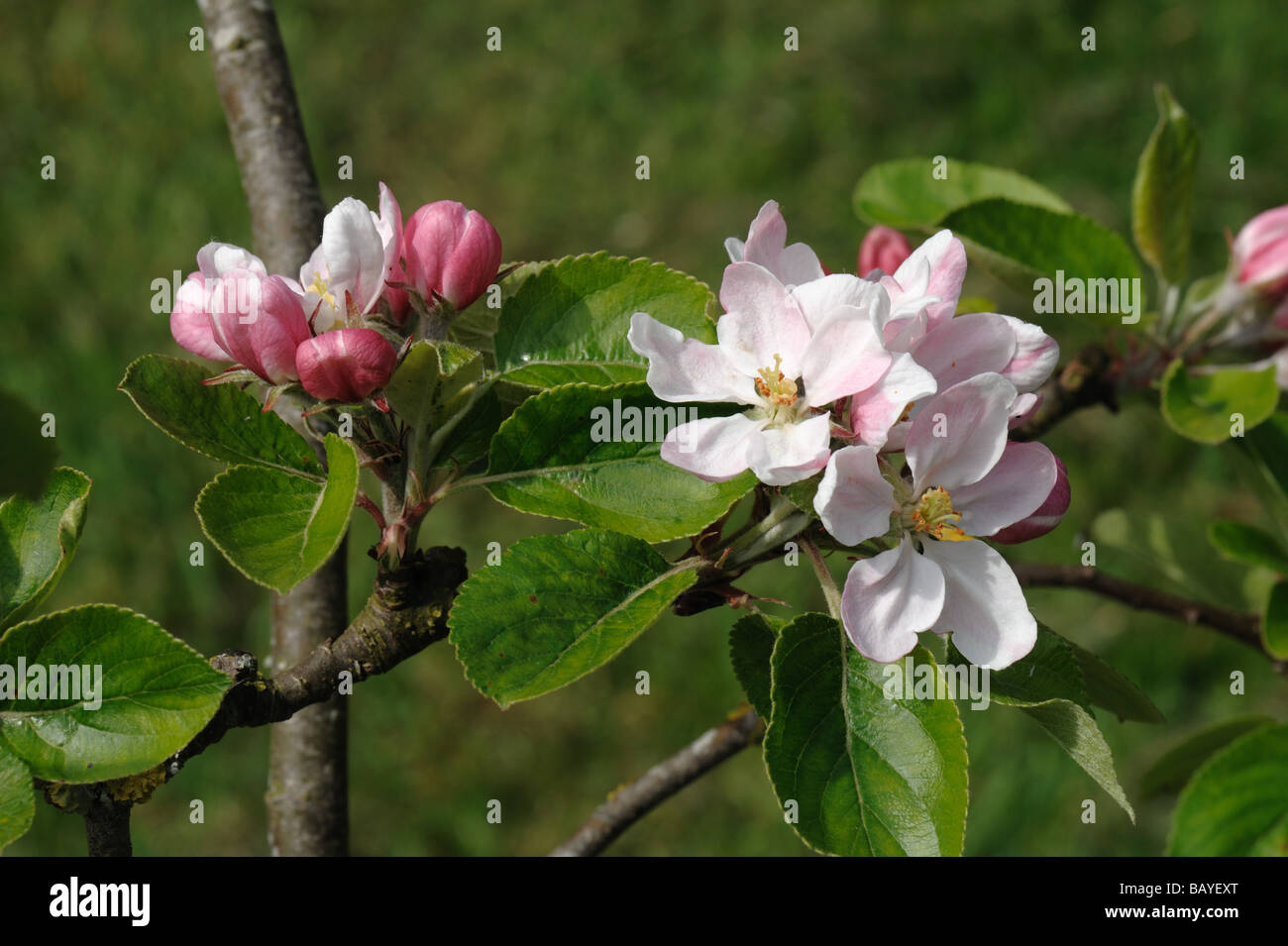 Sbocciano i fiori e bocciolo di rosa cluster di apple varietà James Grieve Foto Stock
