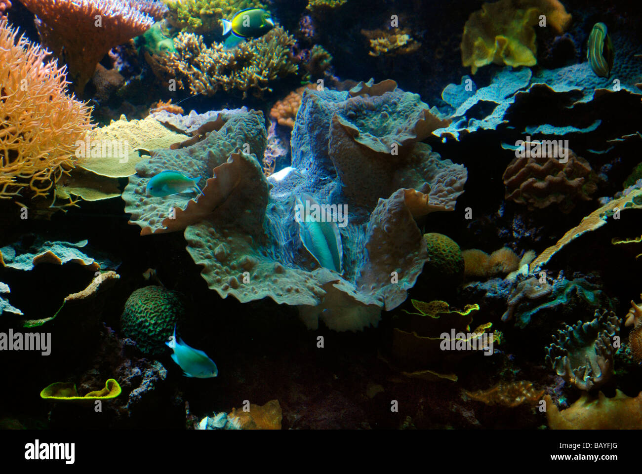 Coral reef sul display a Chicago Shedd Aquarium Foto Stock