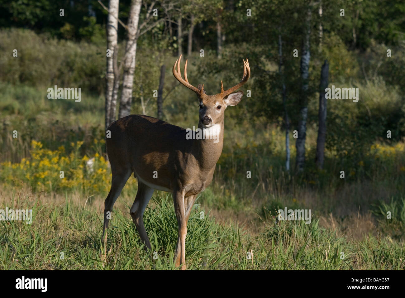 White-tailed buck Foto Stock