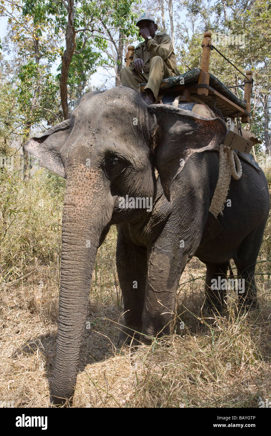 Chiudere l'angolo basso punto di vista Mahout siede sul suo lavoro elefante safari in attesa della successiva piloti nel Parco Nazionale di Kanha India Foto Stock