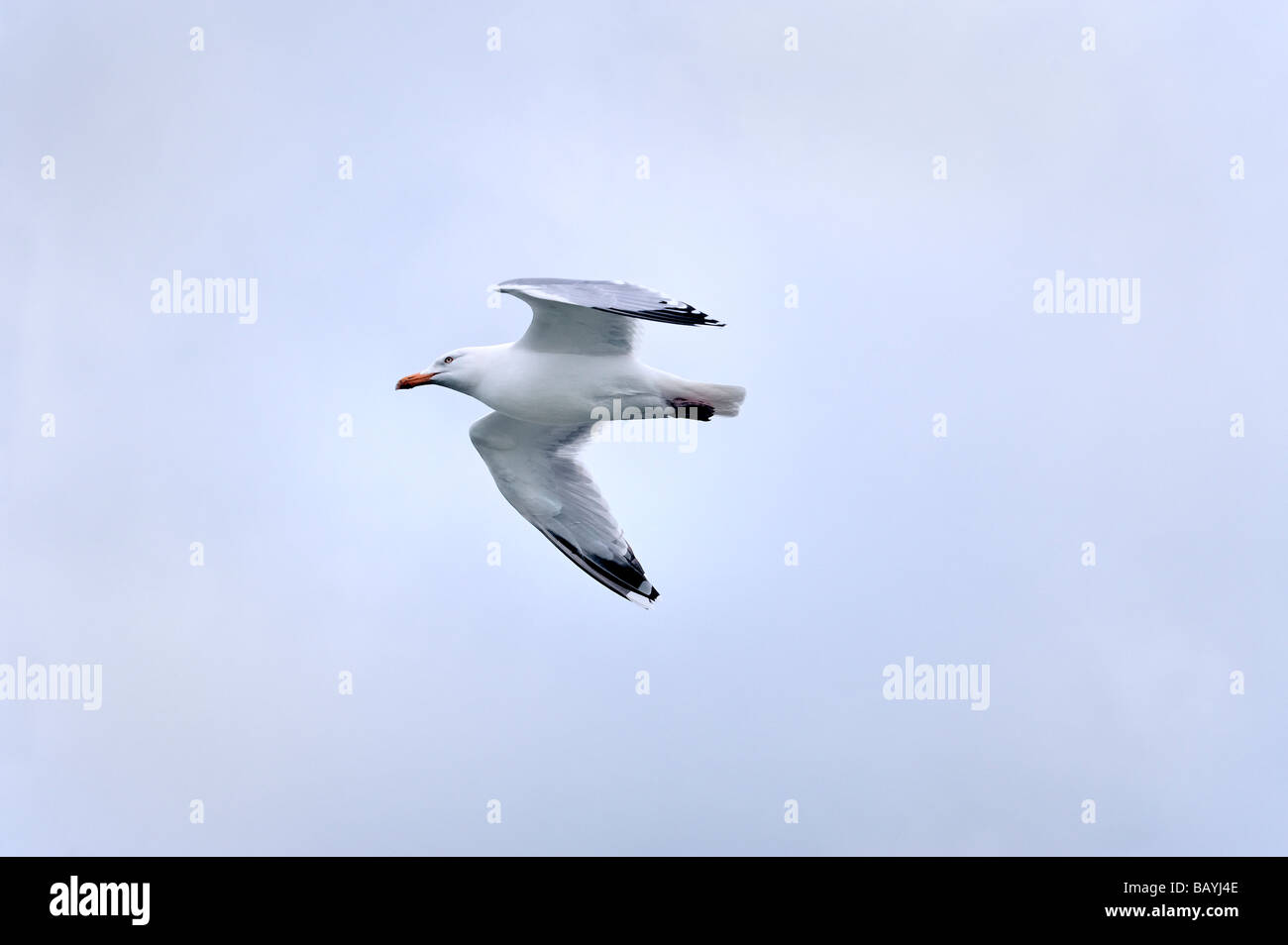 Natura del volo immagini e fotografie stock ad alta risoluzione - Alamy