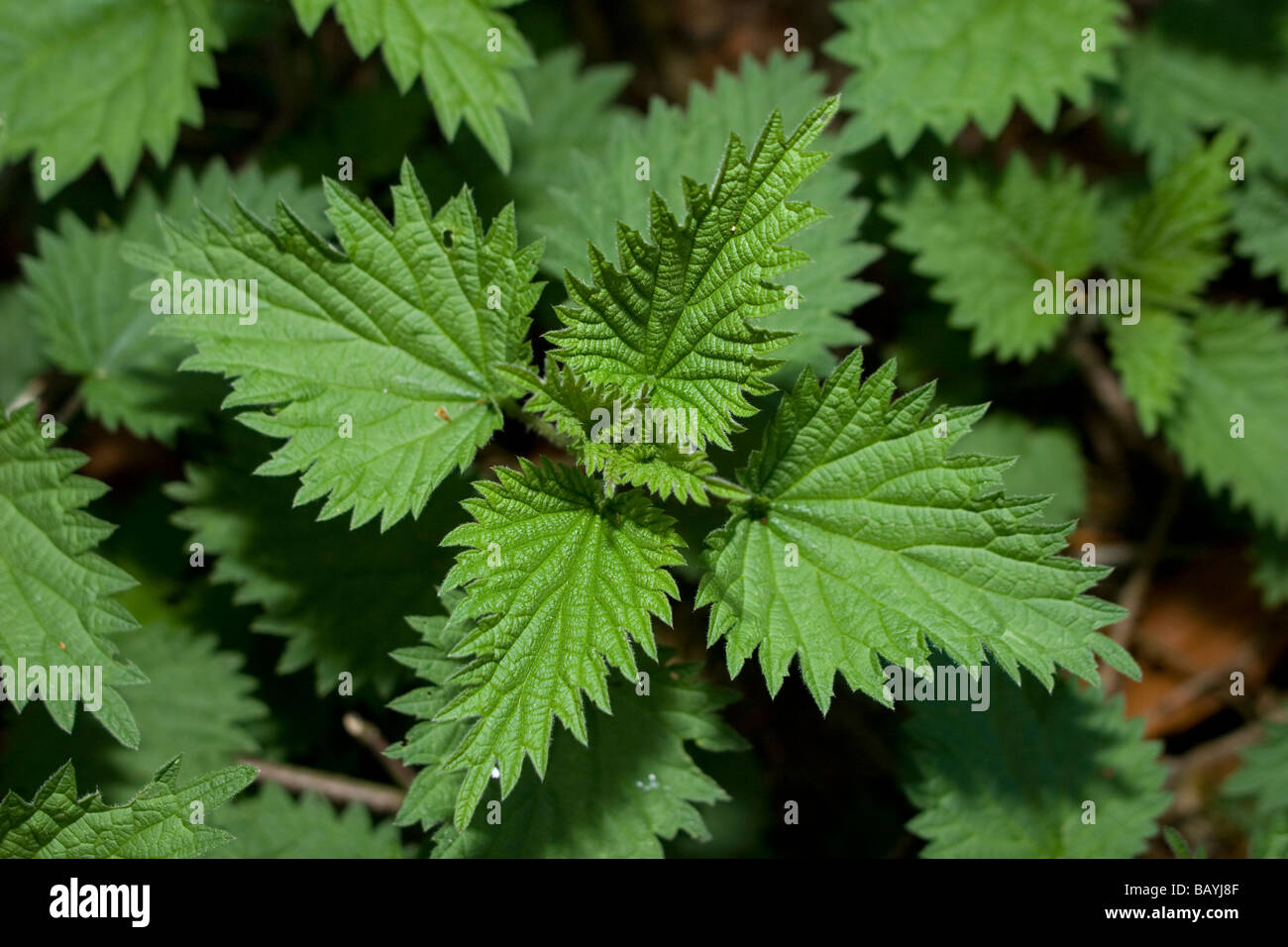 Ortica pianta Foto Stock
