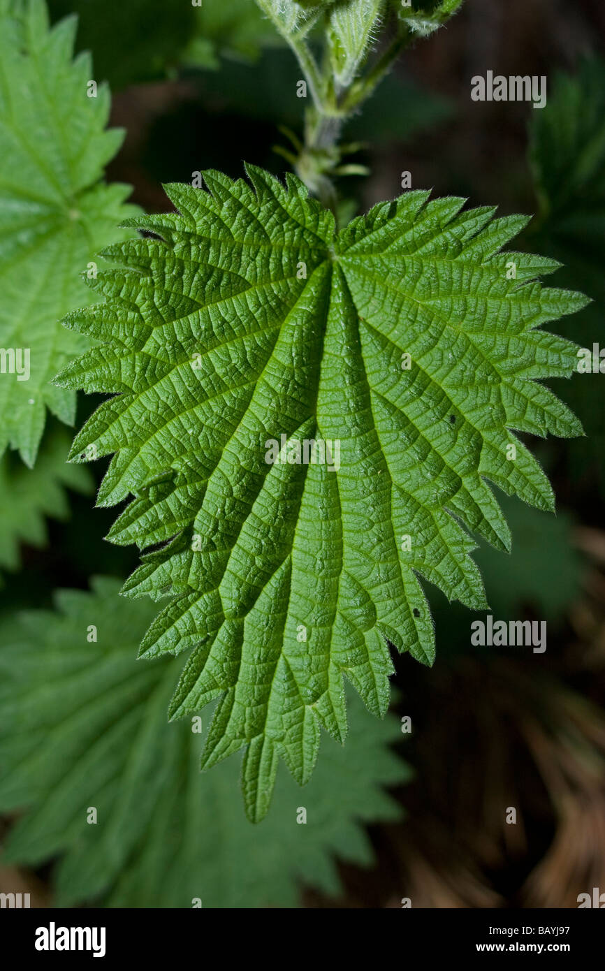 Ortica pianta Foto Stock