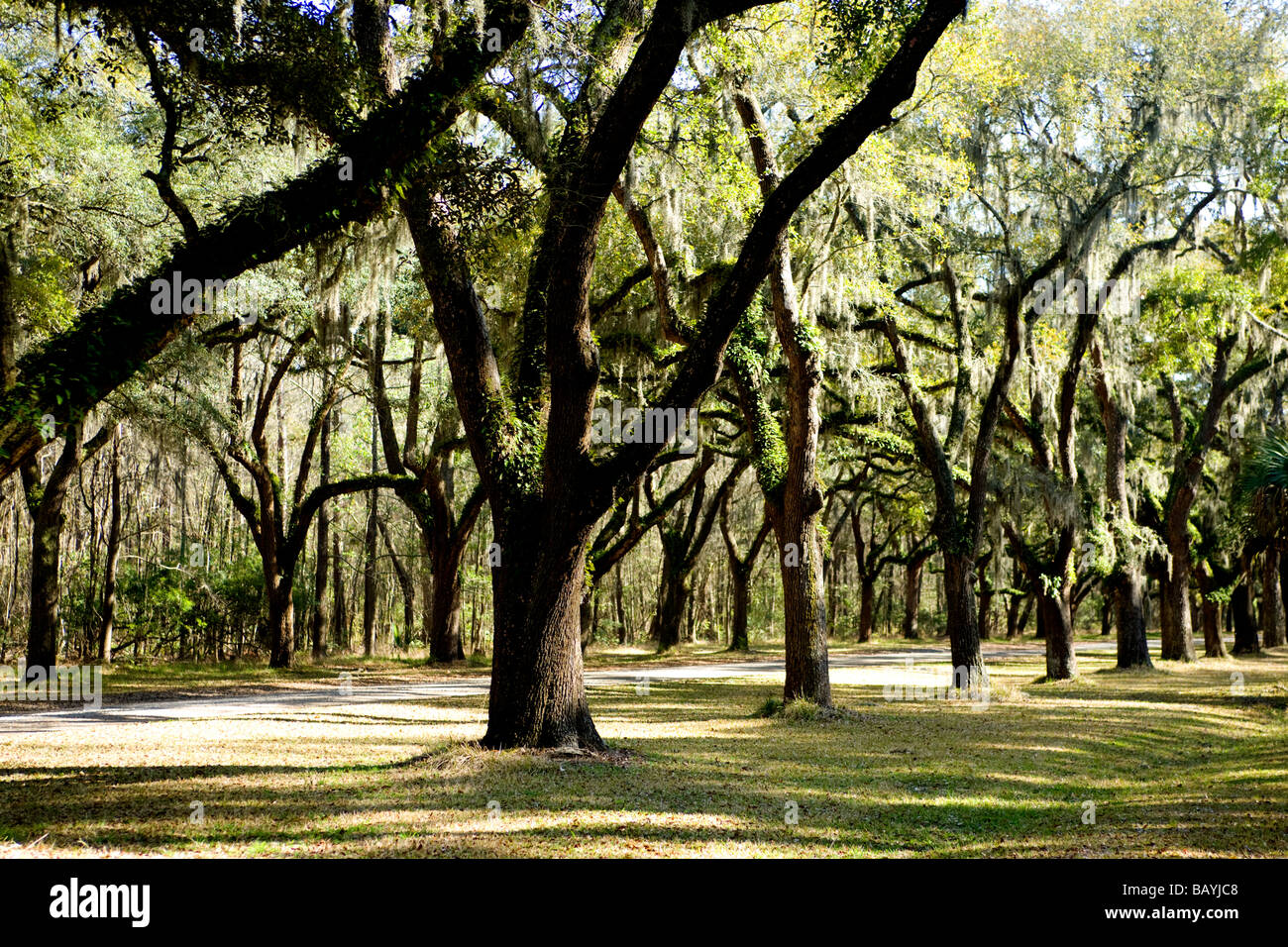 La Georgia Wormsloe Savannah Historic Site . Miglio lungo Live Oak Avenue Foto Stock