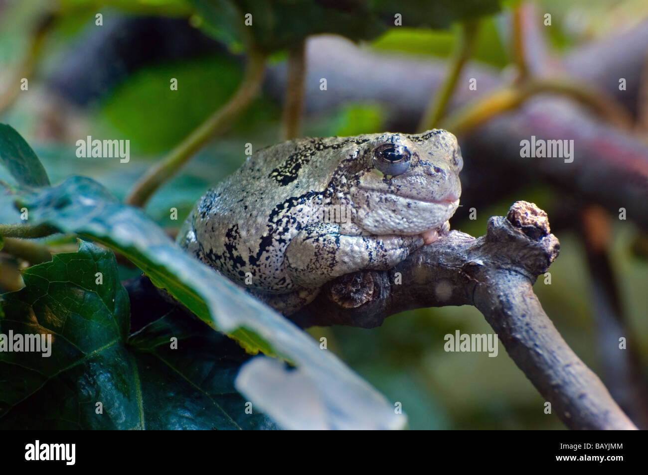 Una treefrog grigio Foto Stock