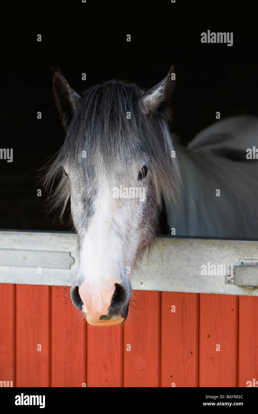 Un cavallo salvato da l'RSPCA ad un animale centro di salvataggio eseguito dai cavalli fiducia nel Buckinghamshire Foto Stock