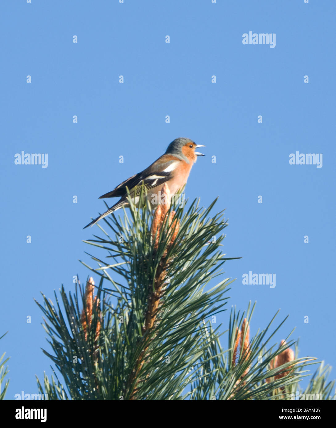 Maschio di fringuello Fringilla coelebs Foto Stock