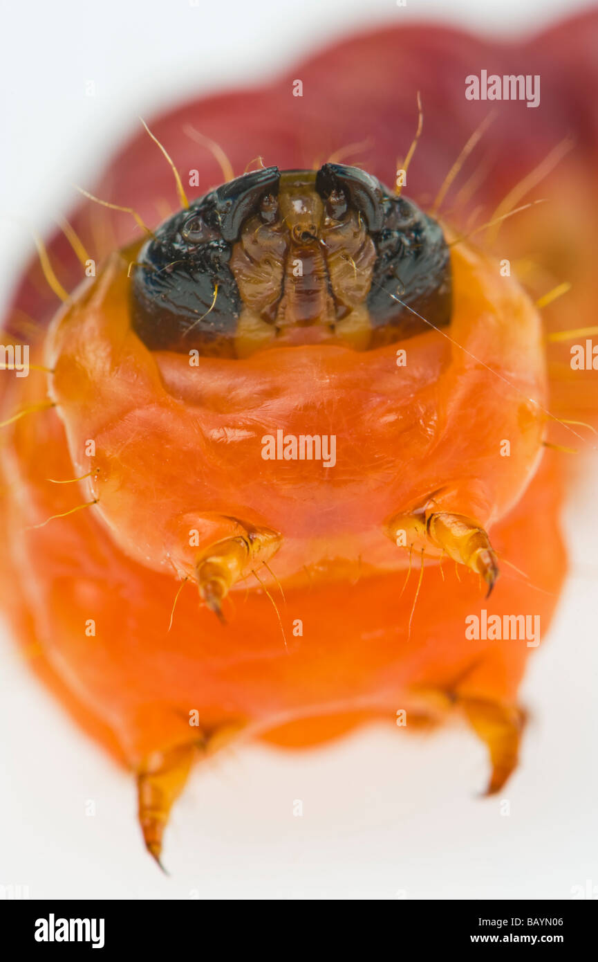 Il grasso delle larve di Cossus capra worm falena willow tree varmint verme closeup close up macro disordine malattia problema disgusto disgustoso Foto Stock