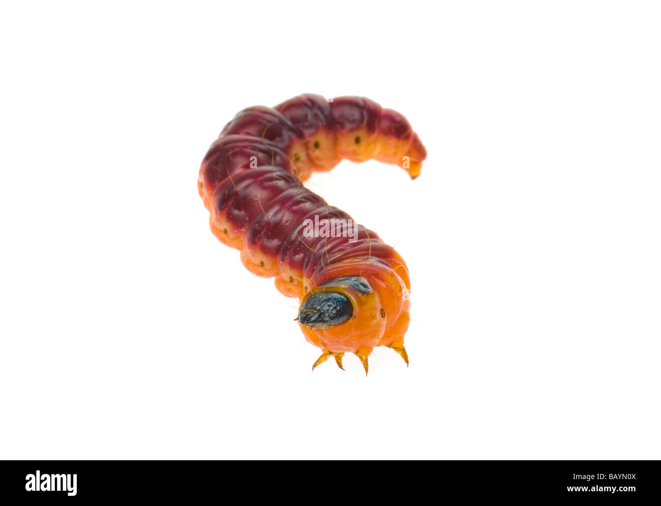 Il grasso delle larve di Cossus capra worm falena willow tree varmint verme closeup close up macro disordine malattia problema disgusto disgustoso Foto Stock