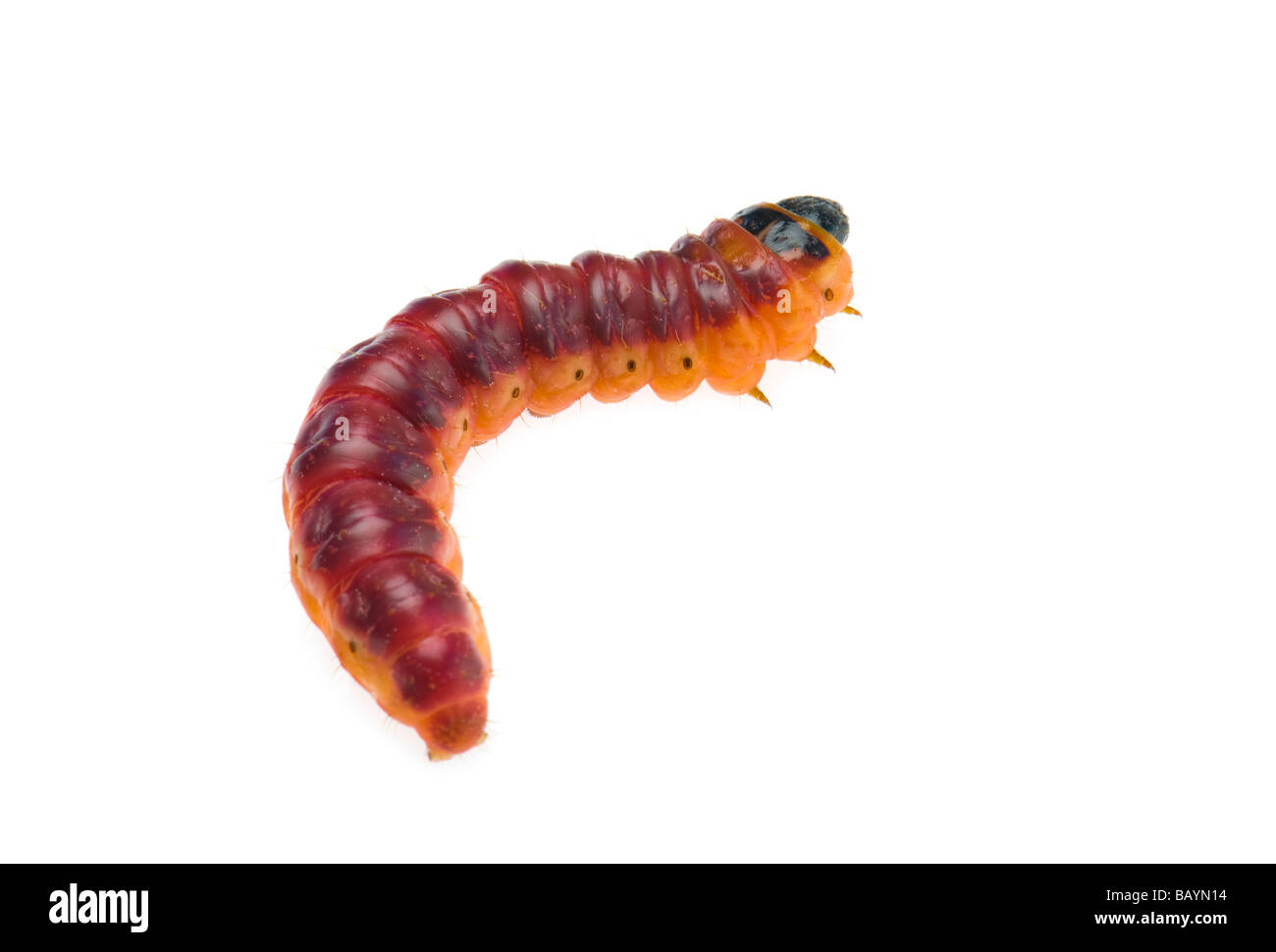 Il grasso delle larve di Cossus capra worm falena willow tree varmint verme closeup close up macro disordine malattia problema disgusto disgustoso Foto Stock