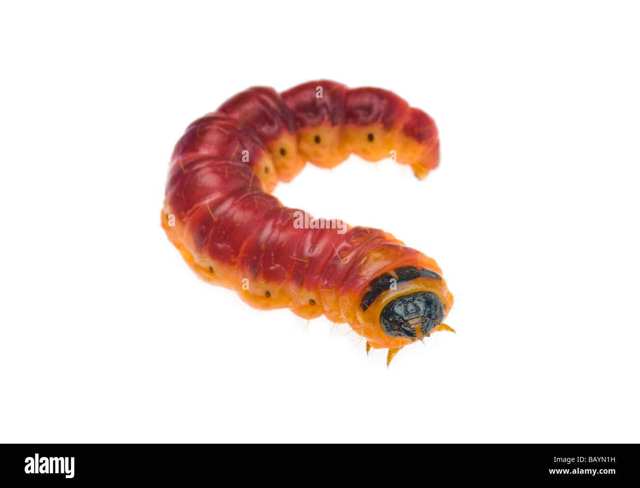 Il grasso delle larve di Cossus capra worm falena willow tree varmint verme closeup close up macro disordine malattia problema disgusto disgustoso Foto Stock