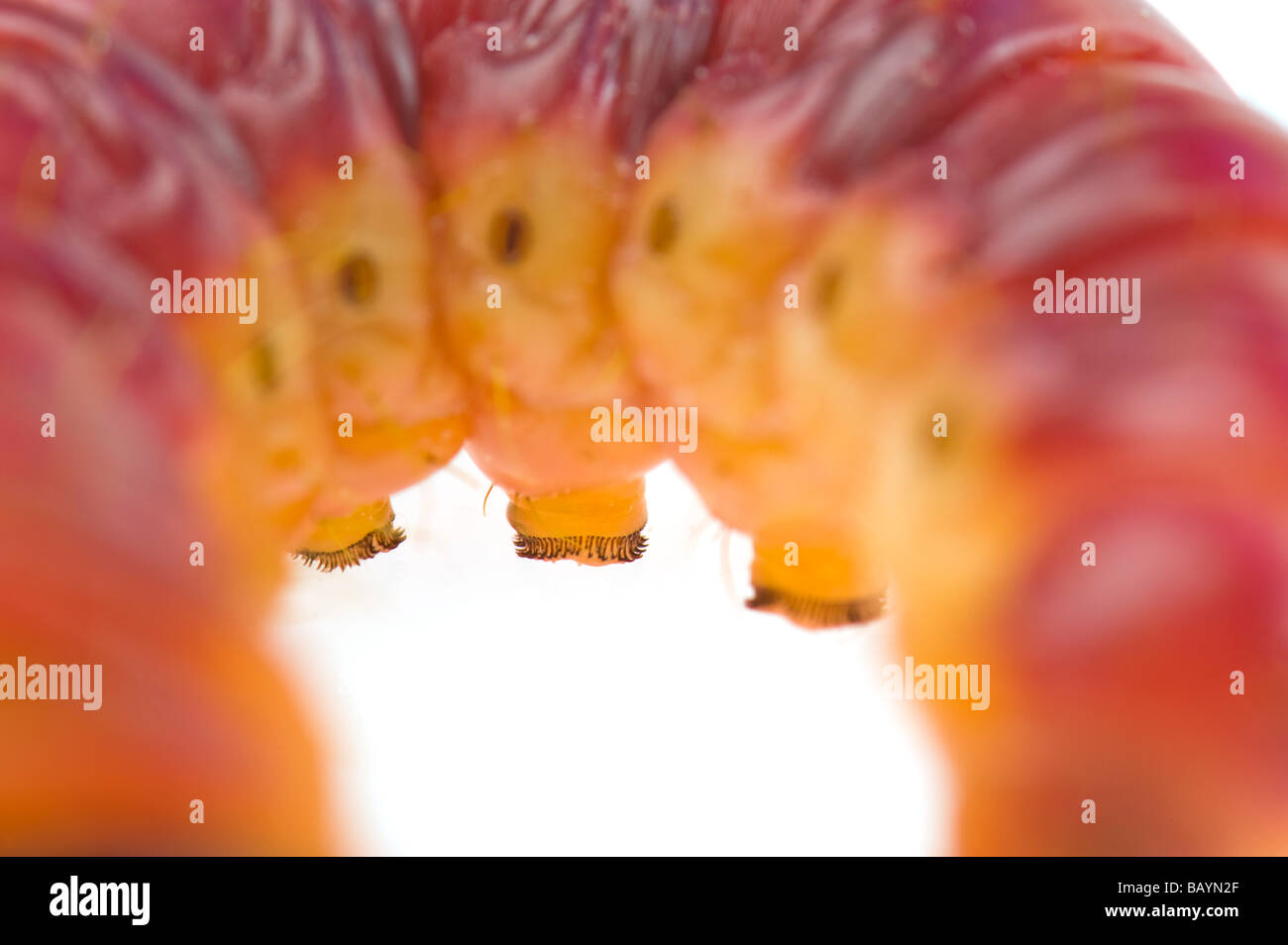 Il grasso delle larve di Cossus capra worm falena willow tree varmint verme closeup close up macro disordine malattia problema disgusto disgustoso Foto Stock
