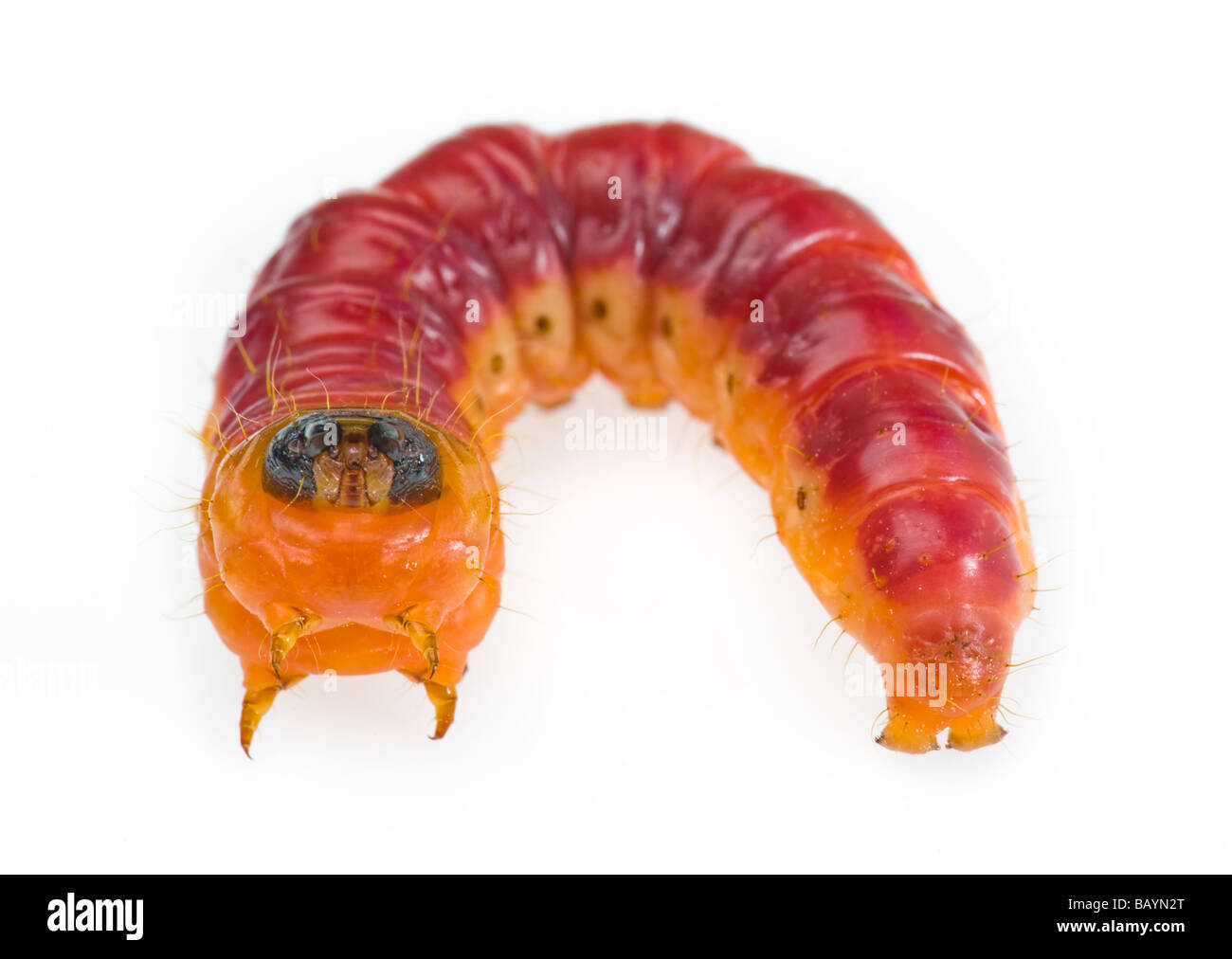 Il grasso delle larve di Cossus capra worm falena willow tree varmint verme closeup close up macro disordine malattia problema disgusto disgustoso Foto Stock