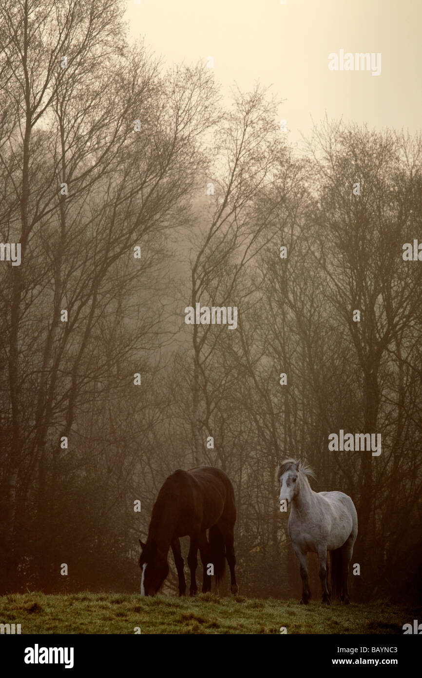 Brown del cavallo e del Pony bianco pascolando nella mattina presto luce della contea di Mayo, Irlanda Foto Stock
