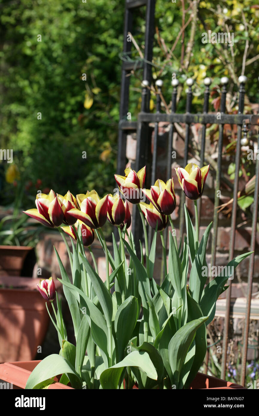 Tulip varietà Gavota in un giardino di Cheshire, Inghilterra Foto Stock