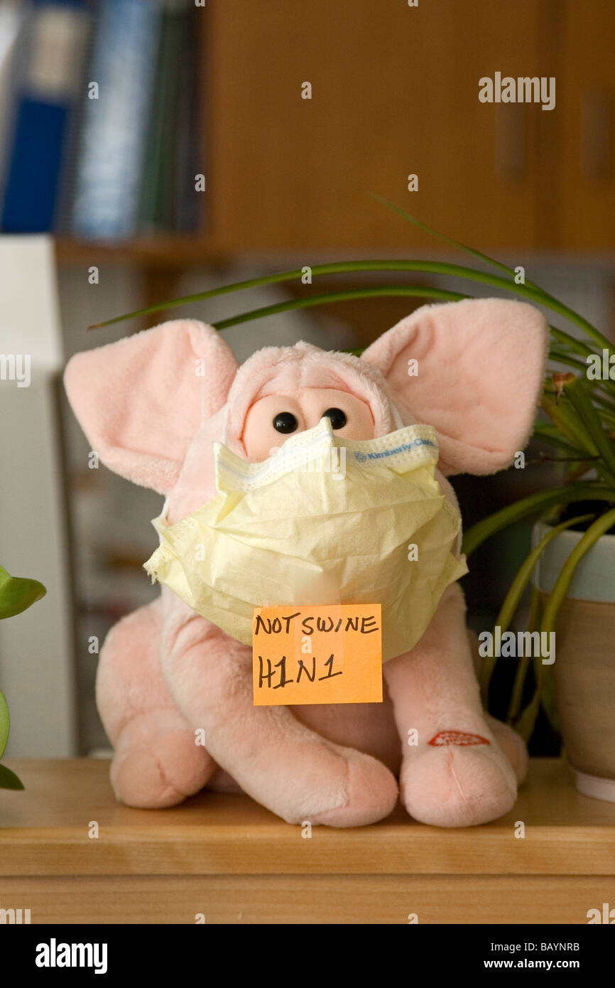 Un maiale farcito indossa una maschera e un segno che dichiara l'influenza suina devono essere chiamato H1N1. Foto Stock