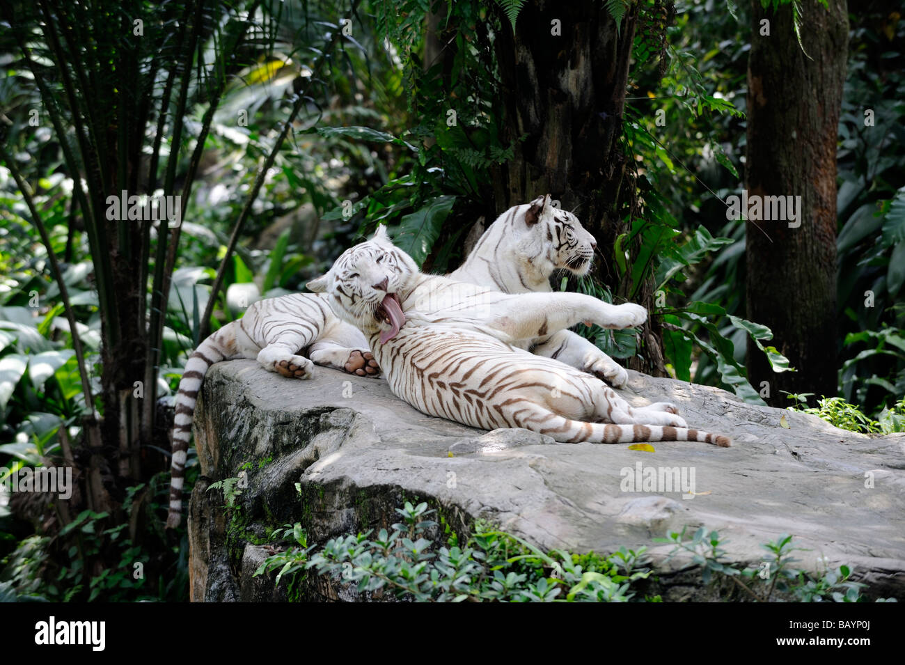 Coppia di rara bianco le tigri del Bengala [Panthera tigris tigris]. Lo Zoo di Singapore, Singapore Foto Stock