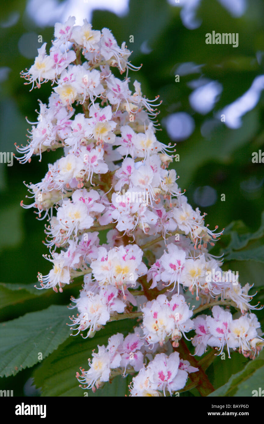 Ippocastano Aesculus hippocastanum fiori Foto Stock