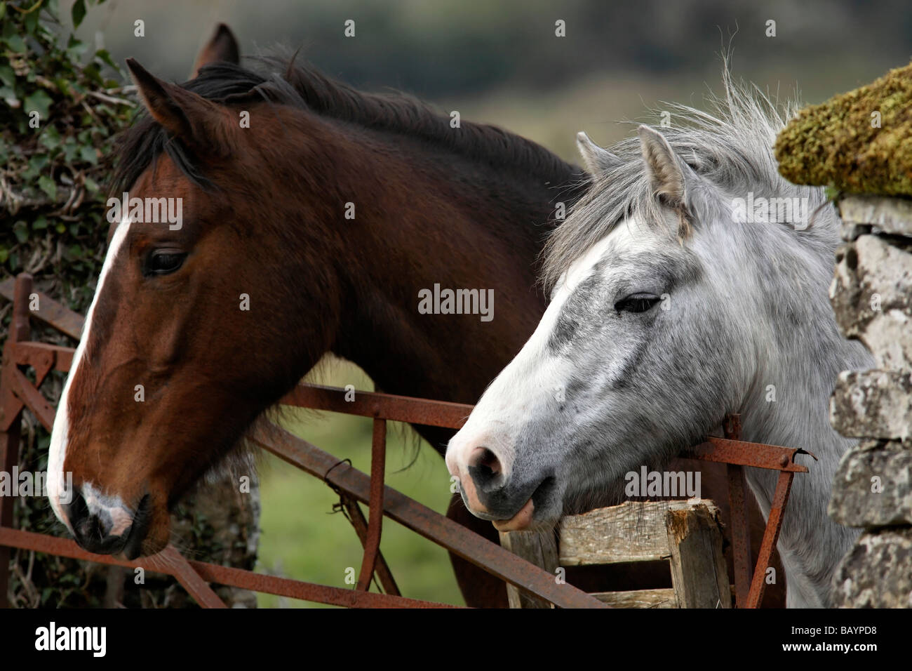 Viso e Testa marrone ritratto del cavallo e del Pony bianco della contea di Mayo, Irlanda Foto Stock