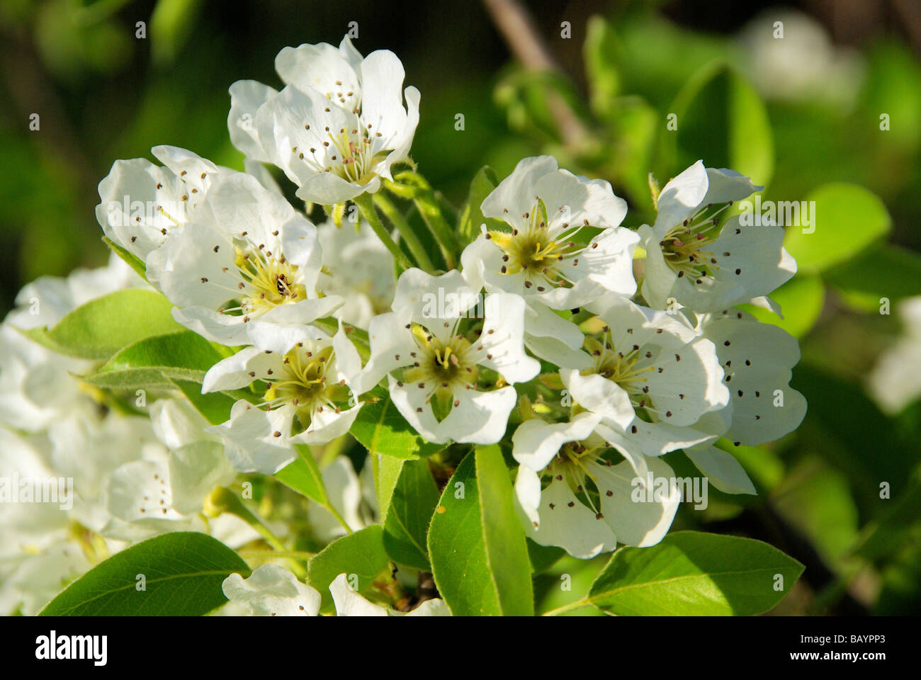 Birnbaumblüte fioritura di pear tree 01 Foto Stock