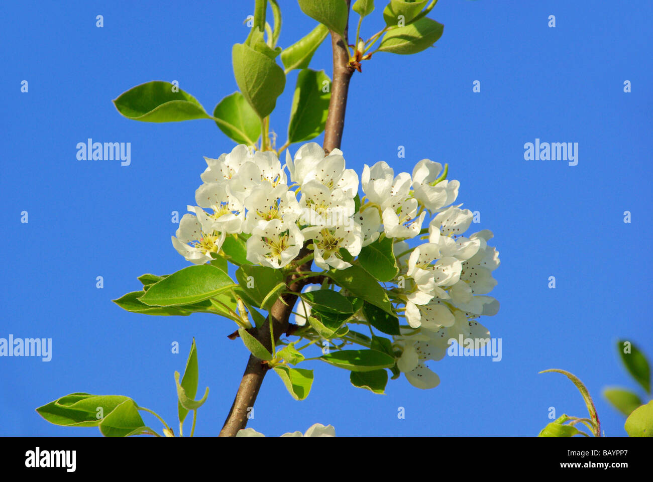 Birnbaumblüte fioritura di pear tree 30 Foto Stock