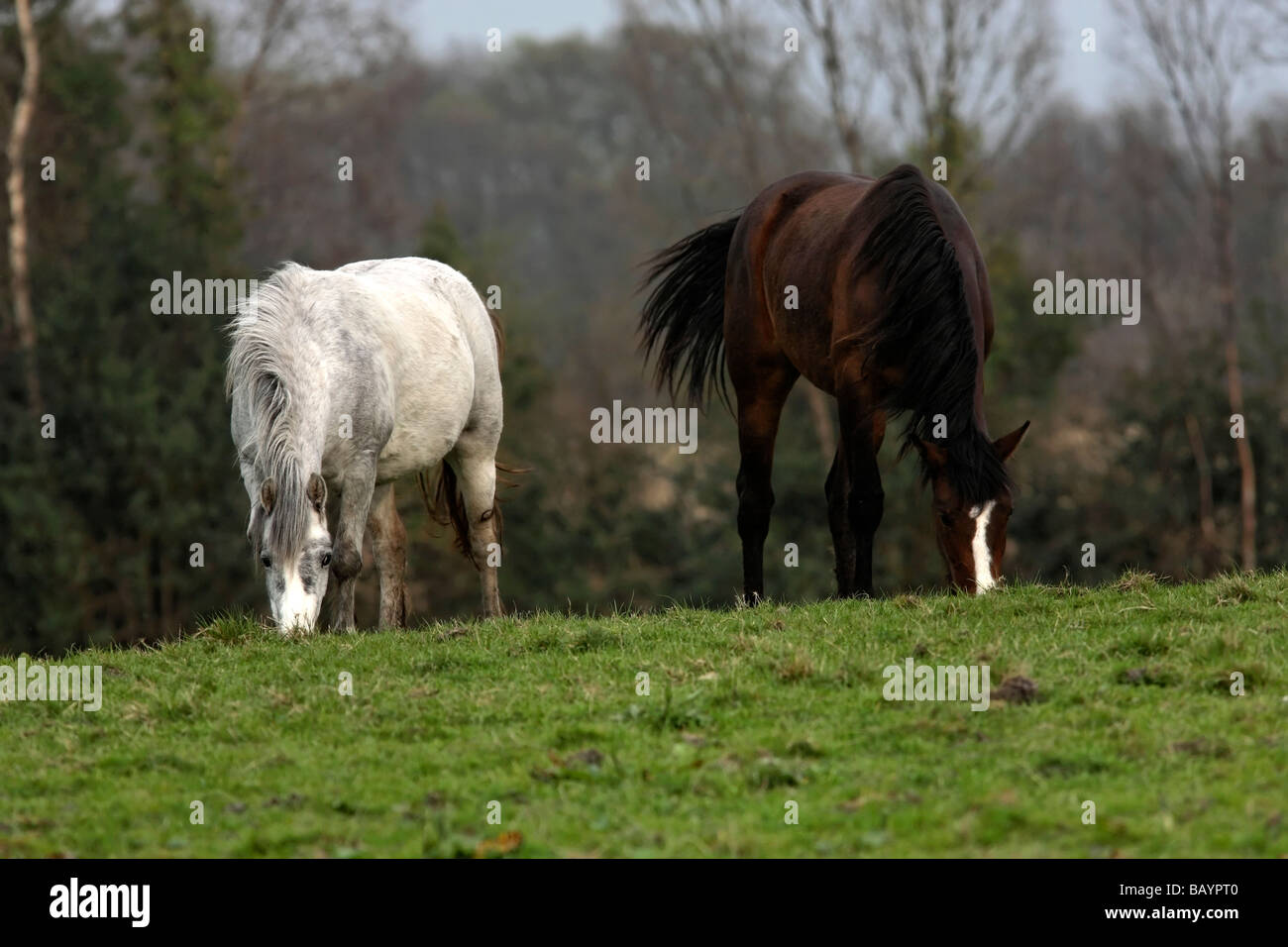 Pony bianco e marrone e il pascolo di cavalli in un paddock della contea di Mayo, Irlanda Foto Stock