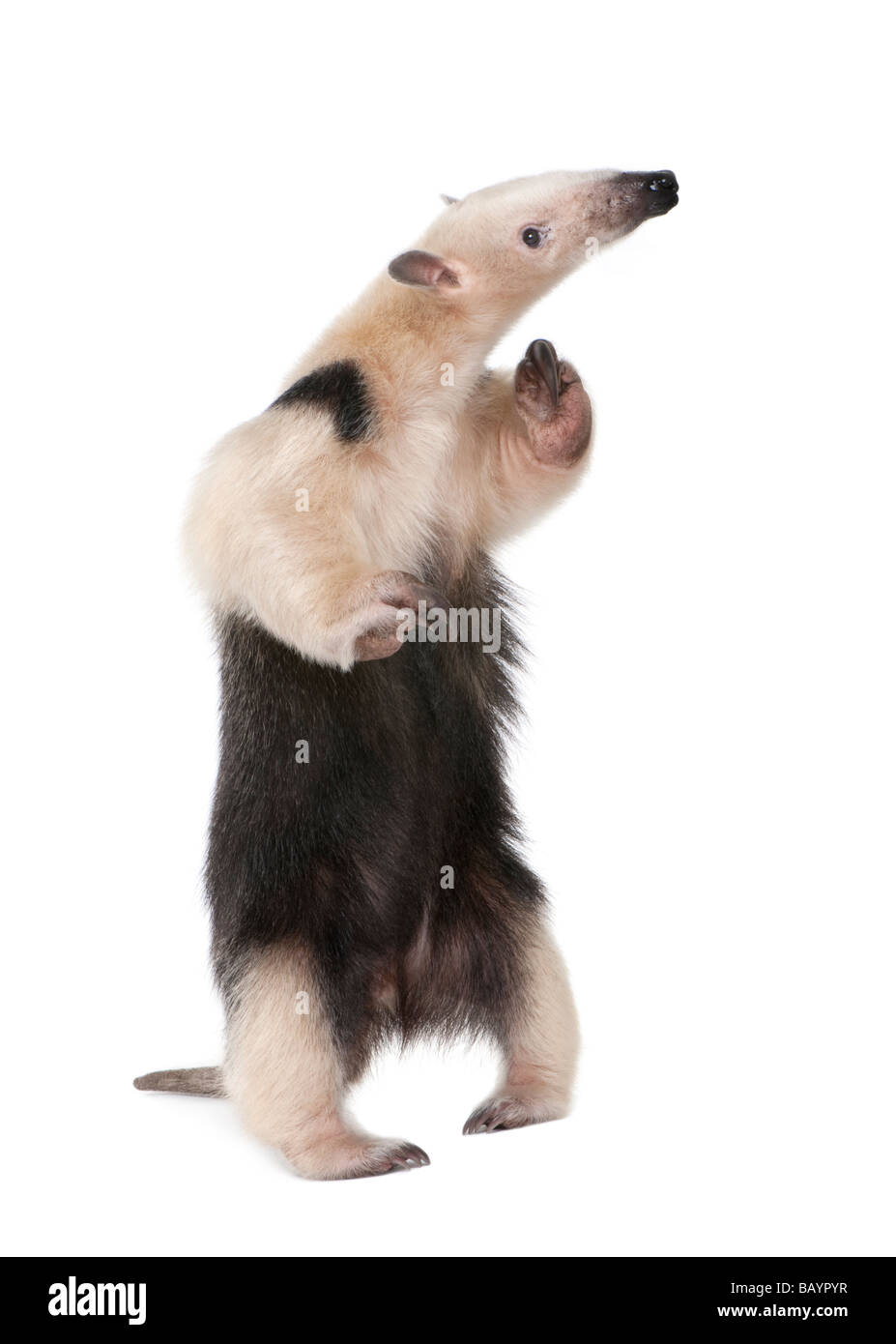 Anteater collare Tamandua tetradactyla davanti a uno sfondo bianco Foto Stock