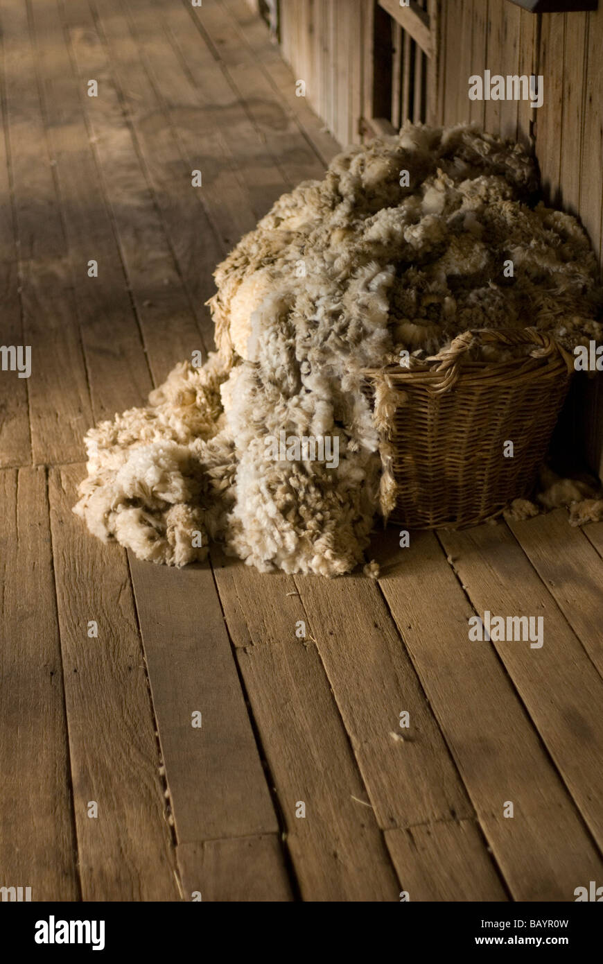 Vello di lana capannone di taglio Foto Stock