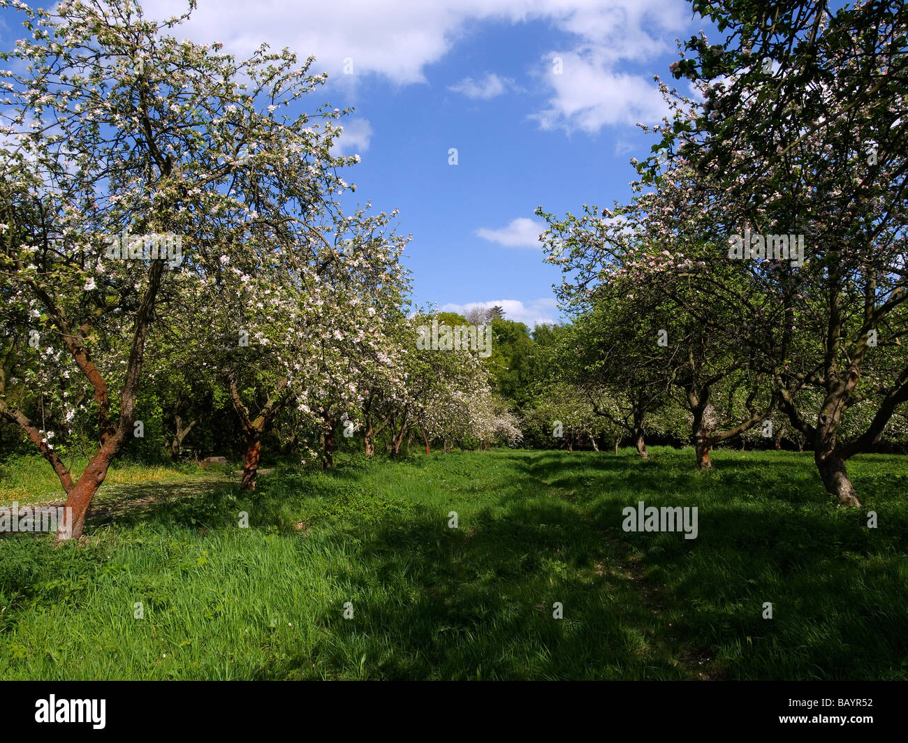 Un vecchio frutteto con meli in fiore in primavera Foto Stock