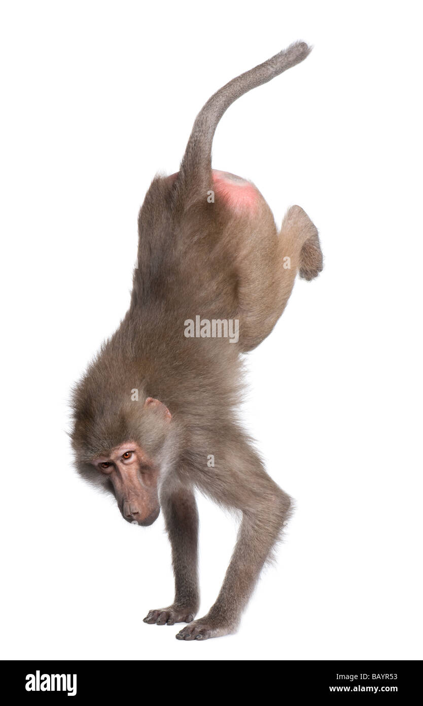 Babbuino eseguendo un handstand Simia hamadryas davanti a uno sfondo bianco Foto Stock