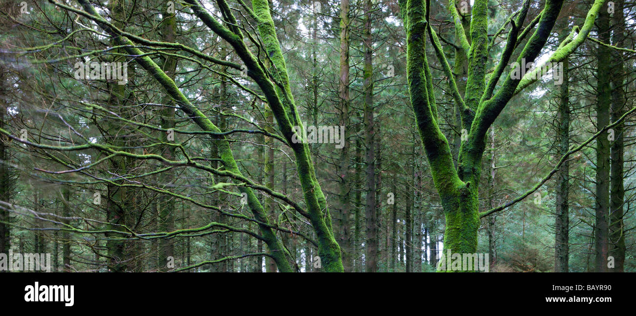 Moss coperti di alberi decidui che cresce in un involucro di pino Parco Nazionale di Dartmoor Devon England Gennaio 2009 Foto Stock