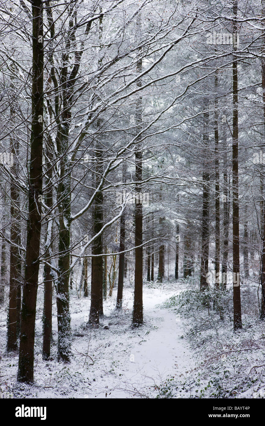 Coperta di neve in legno di pino dopo un blizzard Morchard legno Vescovo Morchard Devon England Febbraio 2009 Foto Stock
