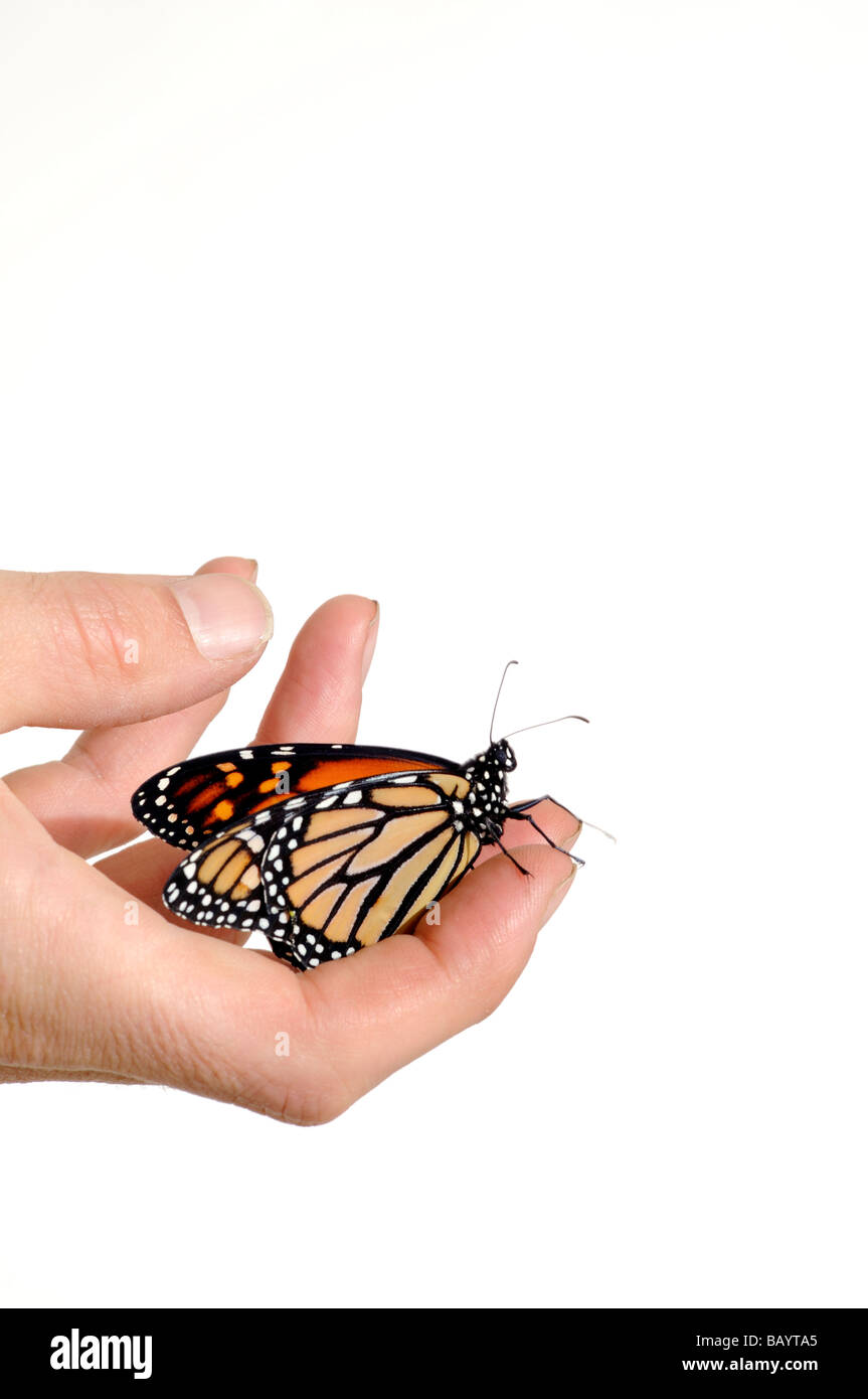 Mano che regge la vita farfalla monarca Foto Stock