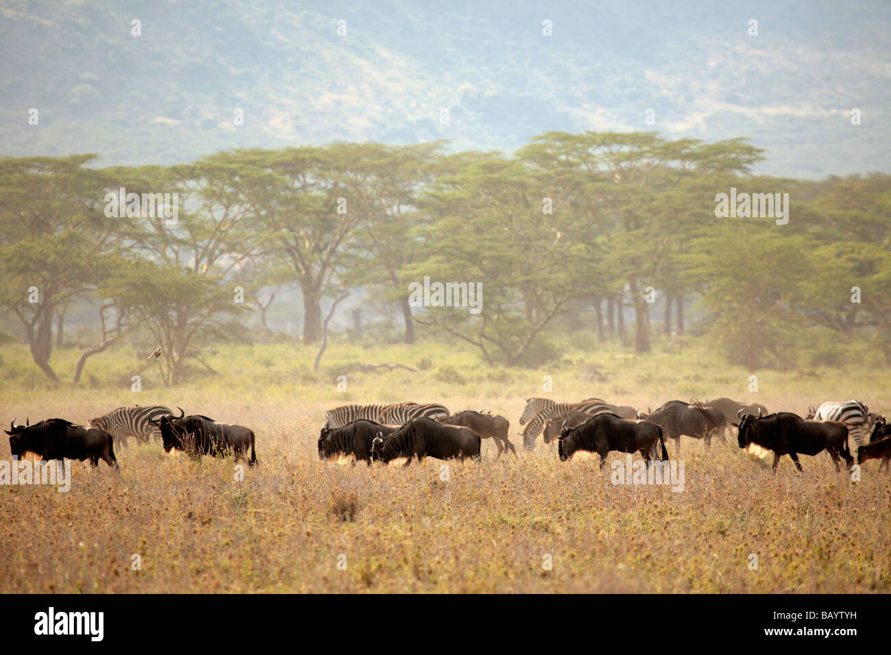 Gnu e zebre sulle pianure del Serengeti durante la migrazione annuale verso il Masai Mara Foto Stock